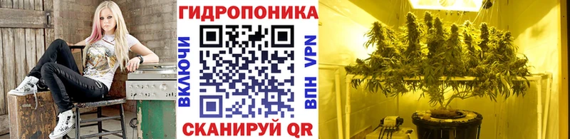 Шишки марихуана OG Kush где продают наркотики darknet официальный сайт Нижние Серги